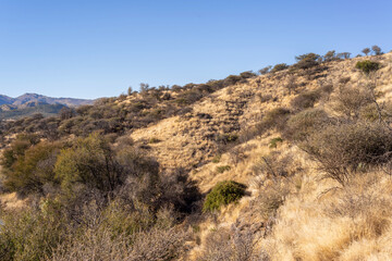 Paysage du centre de la Namibie durant l'hiver australe