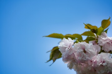 青空と薄いピンクの八重桜