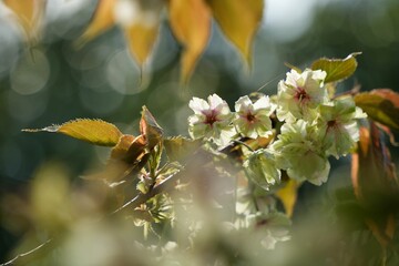 珍しい黄色い鬱金桜