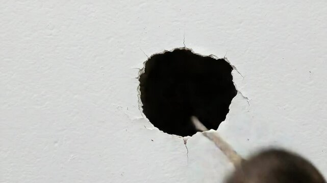 Close Up Brown Mouse Peeking Out Of A Round Hole on White Wall Background Animal Rodent