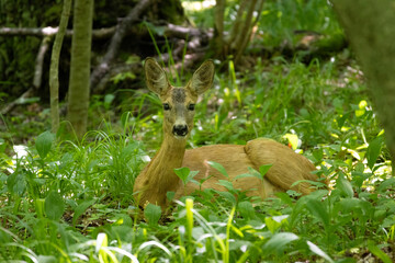 Roe deer in forest, Capreolus capreolus.