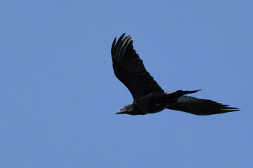 Raven cries and flies in blue sky