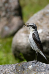 Northern wheatear Oenanthe oenanthe, in natural habitat