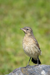 Close up of a juvenile Northern wheatear (Oenanthe oenanthe) perched on a rock