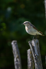 A female Northern Wheatear