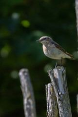 A female Northern Wheatear