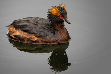 Horned Grebe (Podiceps auritus) on the lake