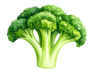 fresh broccoli floret watercolor illustration of healthy green vegetable isolated for organic food and vegan cooking concept
