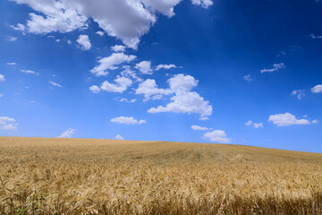 Golden wheat field and blue sky with clouds in Apulia, Italy.