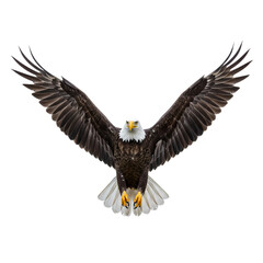 Obraz premium Majestic Bald Eagle in Flight: A Powerful Symbol