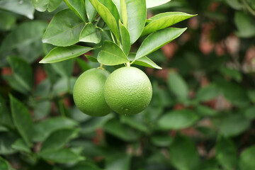 lemons hanging around a lemon tree.