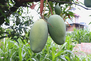 Mangoes hanging from a mango tree.