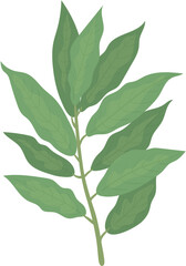 green leaf isolated on white background