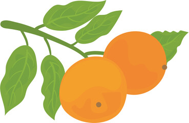 vector illustration of orange fruit