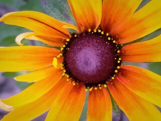 sunny, bright rudbeckia flower with burgundy center and yellow-orange petals close-up