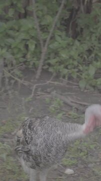 Turkey walking with other turkeys. Around bouncing on the ground looking for food. Background of short green grass and tall trees, and video in S-Log3, S-Gamut3.Cine
