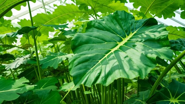 Tropical Colocasia Esculenta Foliage in a Glasshouse