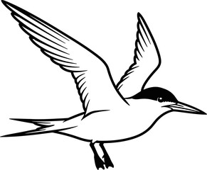Fototapeta premium Outline drawing of a tern bird flying with wings up silhouette