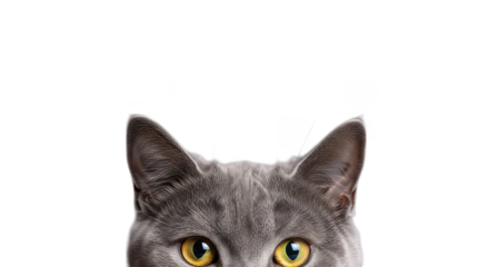 Gray Cat Face Closeup Black Background