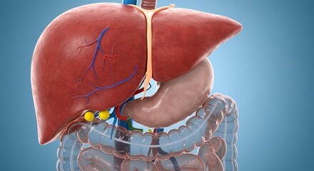 human heart anatomy in blue