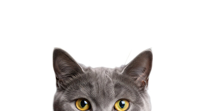 Gray Cat Face Closeup Black Background