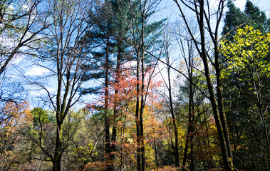 Fototapeta premium Fall foliage in the autumn season