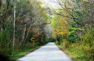 Obraz premium Straight road through the deep forest