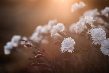 flowering of white Dianthus caryophyllus in the rays of the setting sun