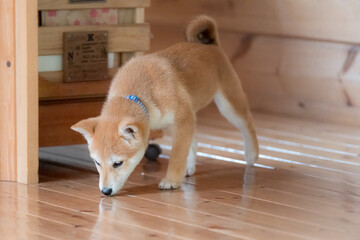 柴犬