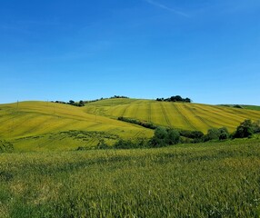 Summer landscape in Tuscany (Italy) with green fields and blue sky