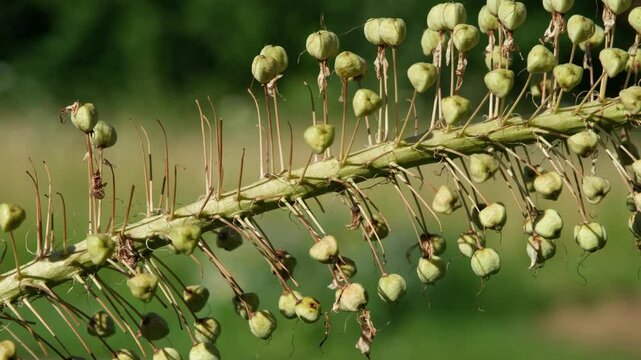 Fruchtstand der Riesen Steppenkerze Kapselfrucht, auch genannt W&uuml;stenschweif Lilienschweif oder Kleopatranadel, Affodillgew&auml;chse