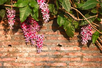 Old brick wall background and pink bouquet
