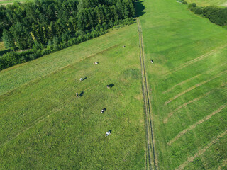 Aerial view of cows on farmland
