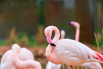 Graceful flamingo flock in outdoor nature