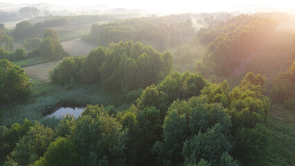 Scenic sunrise over dense green woods, aerial view