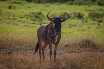 Ñu en la Sabana Africana de Kenia