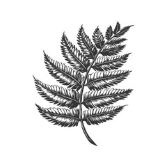 Naklejka premium Fern Leaf Botanical Black And White Silhouette Illustration. Nature'S Elegance And Simplicity In Design. Isolated Vector Illustration