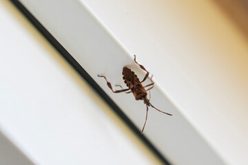 Western conifer seed bug on white surface