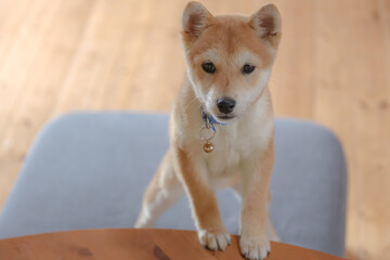 柴犬