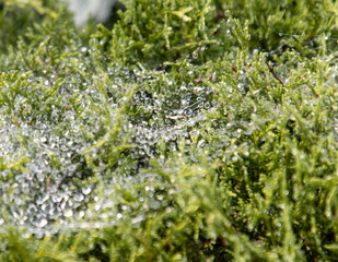 A spider web is on a green bush