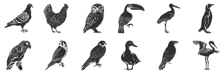 Obraz premium Bird Silhouettes Collection. Diverse Avian Species In Black And White Illustrations Isolated Vector Illustration Collection