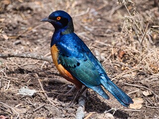 Starling in Serengeti National Park, Tanzania