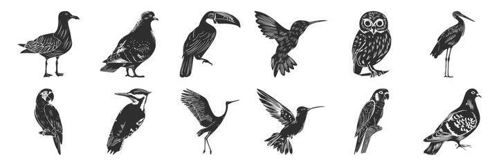 Obraz premium Bird Silhouettes Collection. Diverse Bird Species In Detailed Silhouette Illustrations Isolated Vector Illustration Collection