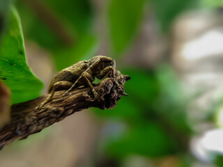 weevil or horn beetle (Coleoptera-Cerambycidae)
