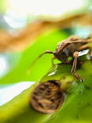 weevil or horn beetle (Coleoptera-Cerambycidae)
