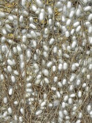 silkworm  pupae on a  twig scaffold in  commercial silk  harvesting in the french colonial town of  hoi an in central viet nam   