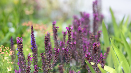 Background for gardener, gardening, multiple flowers and grasses, blurry with copy space