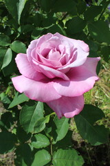 Wonderful pink-lilac rose on a clear day, close-up.