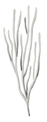 Watercolor sea fan illustration on transparent background.