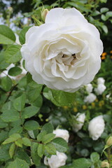 A bush of beautiful white roses after the rain.